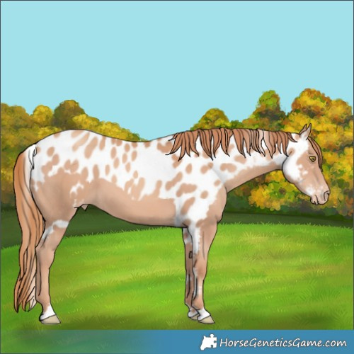Horse Color:Gold Champagne Skewed Appaloosa 