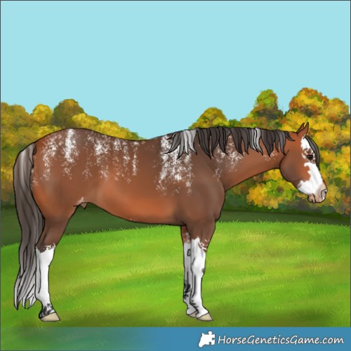 Horse Color:Powder White Bay Splash Skewed Appaloosa 