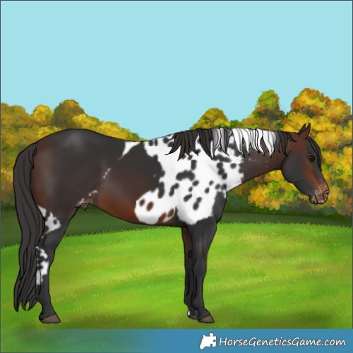 Horse Color:Brown Skewed Appaloosa 