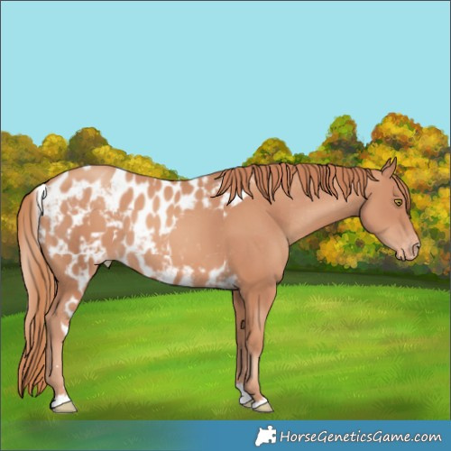 Horse Color:Gold Champagne Skewed Appaloosa Rabicano 