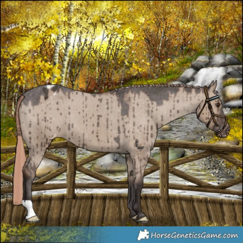 Horse Color:Liver Red Dun Varnish Brindle 