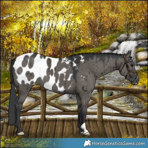 Horse Color:Grullo Blanket Brindle 