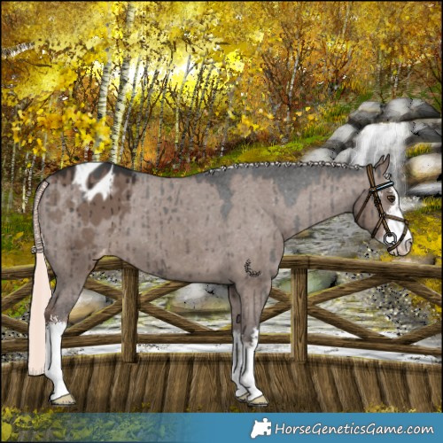 Horse Color:White Spotted Liver Red Dun Mushroom Varnish Brindle 