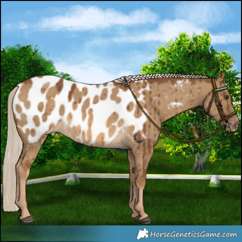Horse Color:Chocolate Palomino Dun Blanket Brindle