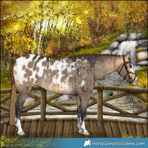 Horse Color:Buckskin Dun Blanket Brindle 