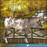 Horse Color:Buckskin Dun Blanket Brindle