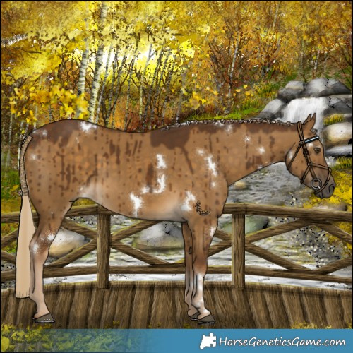 Horse Color:White Spotted Chocolate Palomino Dun Brindle 