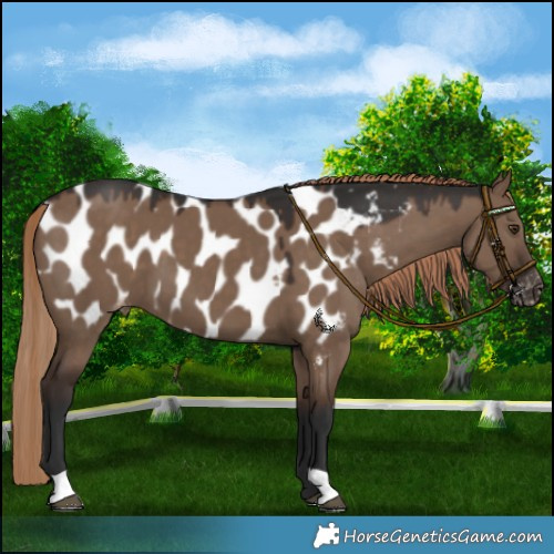 Horse Color:Liver Red Dun Blanket 