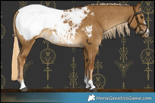 Horse Color:Chocolate Palomino Dun Snowcap Brindle 