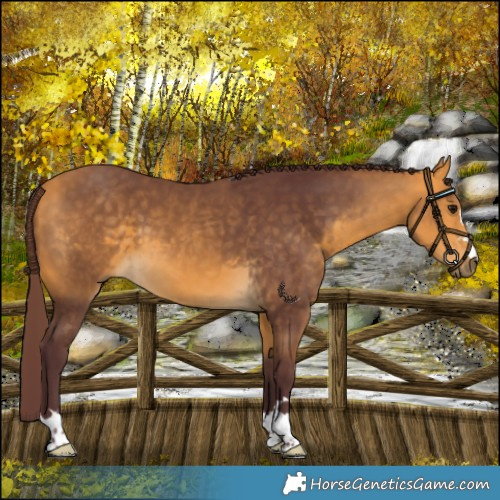 Horse Color:Chocolate Buckskin 