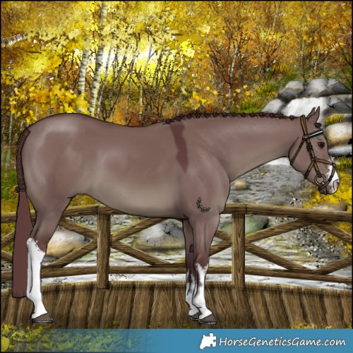 Horse Color:White Spotted Chocolate Smoky Grullo 