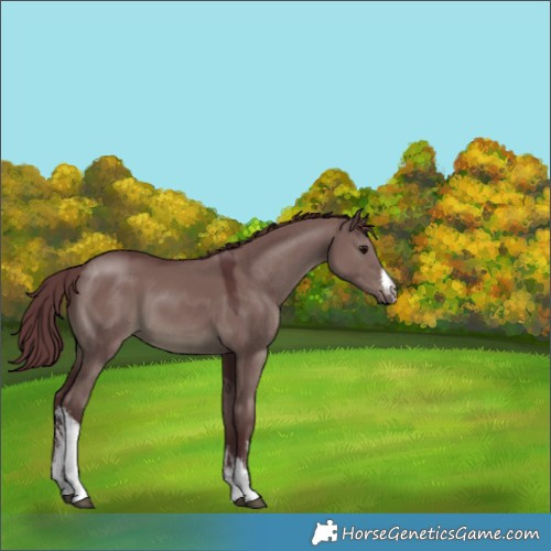 Horse Color:White Spotted Chocolate Smoky Grullo 