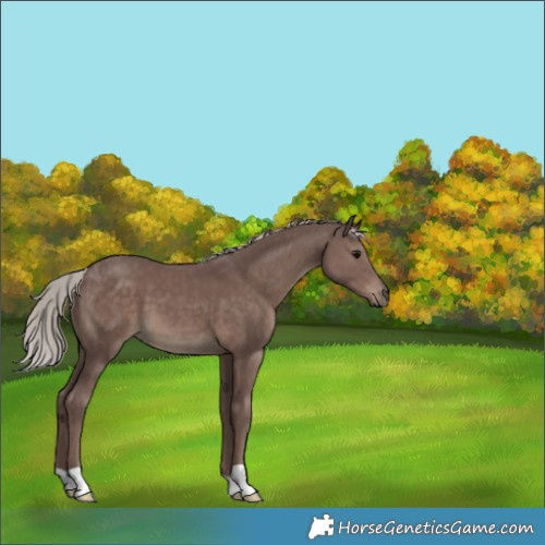 Horse Color:Chocolate Silver Black 