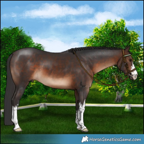 Horse Color:White Spotted Brown 