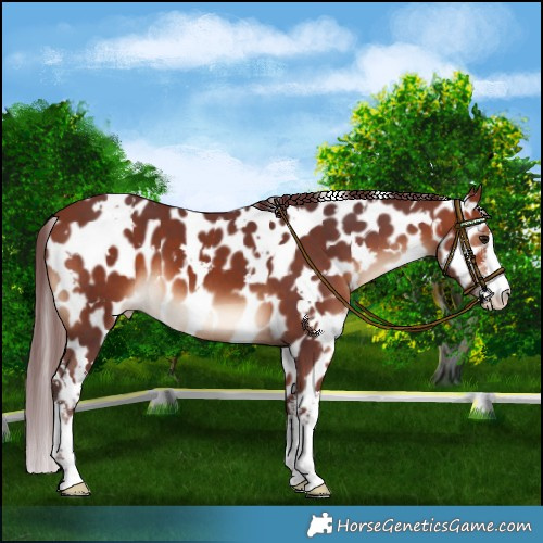 Horse Color:White Spotted Chocolate Brown Appaloosa 