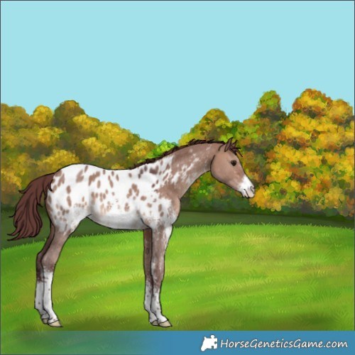 Horse Color:Chocolate Brown Dun Sabino Appaloosa 