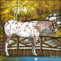 Horse Color:Chocolate Brown Dun Sabino Near Leopard