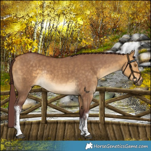 Horse Color:White Spotted Chocolate Buckskin Dun Rabicano 