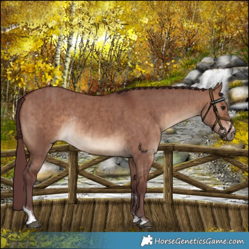 Horse Color:Chocolate Brown Dun Rabicano Brindle 