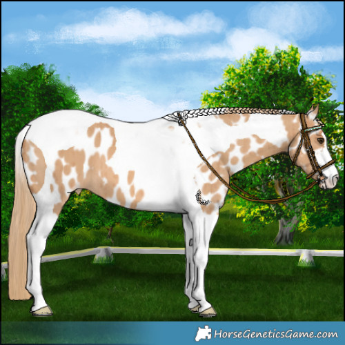 Horse Color:Red Dun Tobiano Near Leopard Brindle 