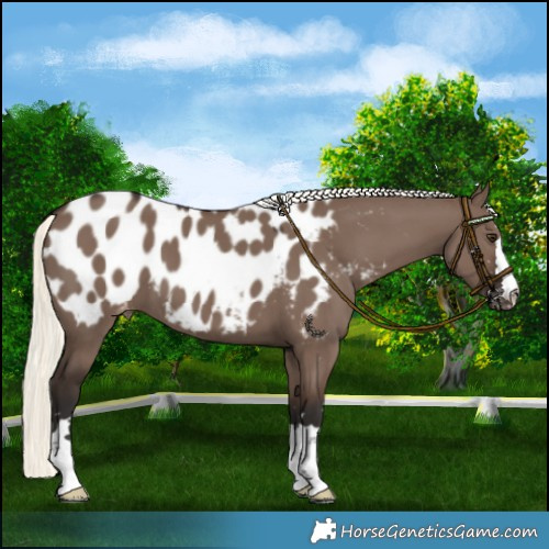 Horse Color:Liver Red Dun Mushroom Blanket 