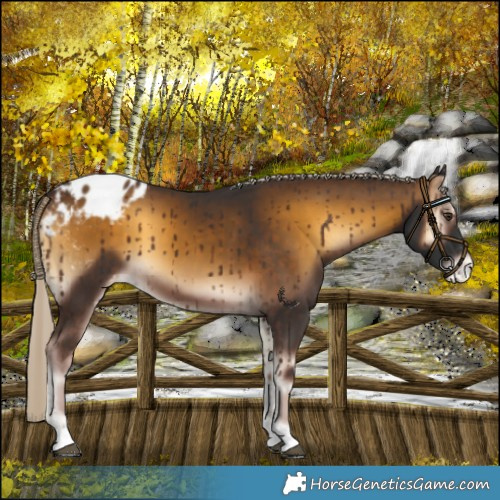 Horse Color:Chocolate Palomino Onyx Blanket 