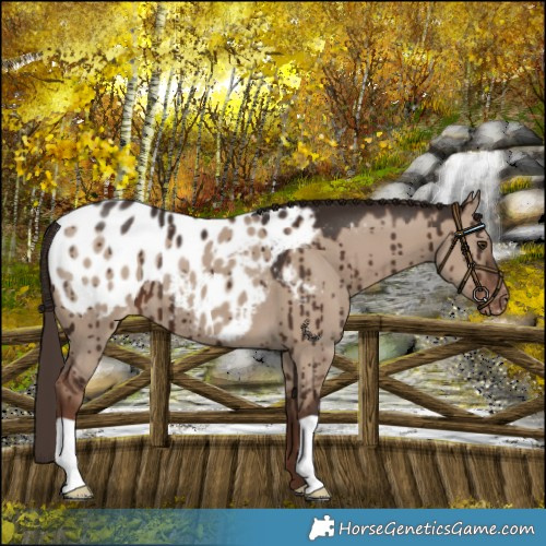 Horse Color:Liver Red Dun Blanket Brindle 