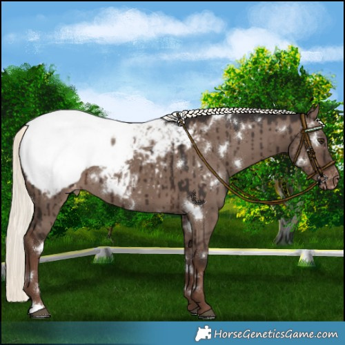 Horse Color:White Spotted Liver Red Dun Mushroom Appaloosa Brindle 