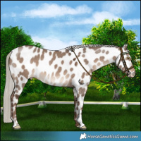 Horse Color:Liver Red Dun Mushroom Near Leopard 