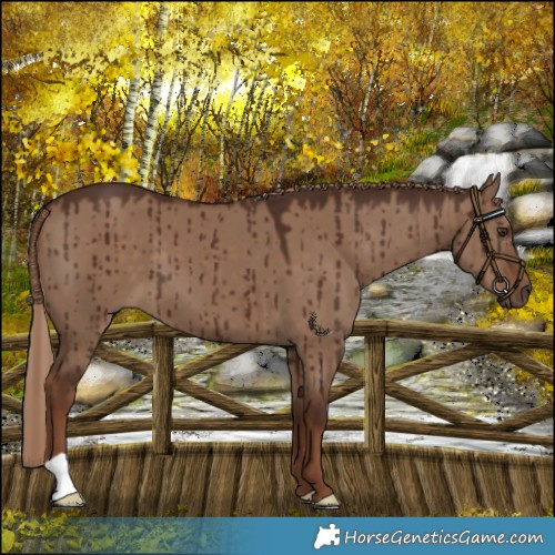 Horse Color:Liver Red Dun Brindle 