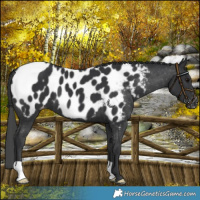 Horse Color:Black Blanket
