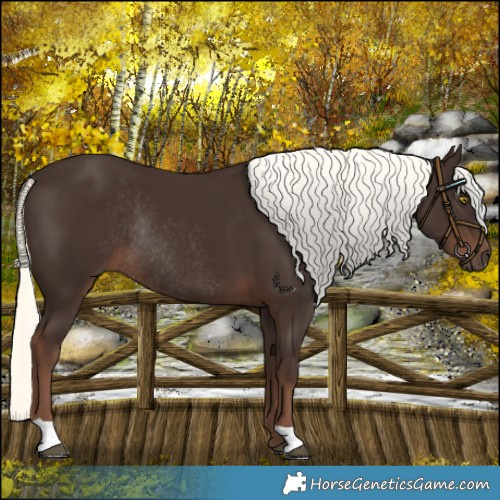 Horse Color:Liver Chestnut Mushroom Rabicano 