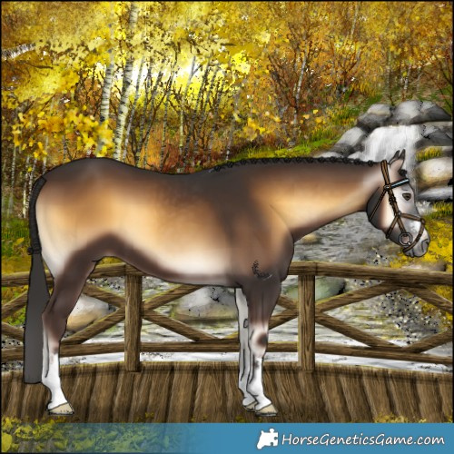 Horse Color:Gray Liver Red Onyx 