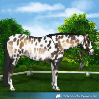 Horse Color:Gray Bay Onyx Near Leopard Rabicano