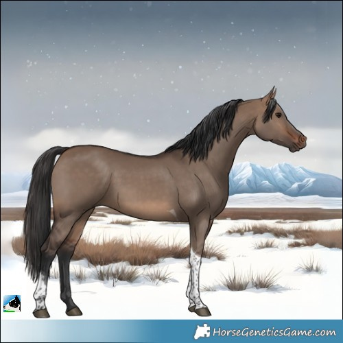 Horse Color:Brown Dun Tobiano 