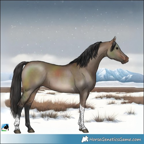 Horse Color:Brown Dun Tobiano 