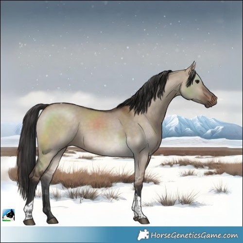 Horse Color:Brown Dun Tobiano 