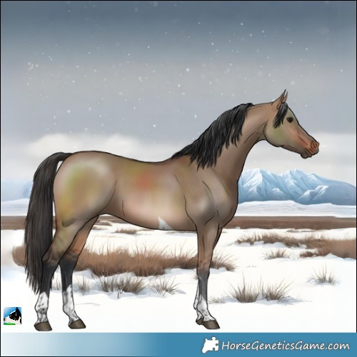 Horse Color:Brown Dun Tobiano 