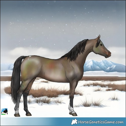 Horse Color:Brown Dun Tobiano 