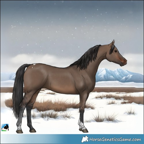 Horse Color:Brown Dun Tobiano 