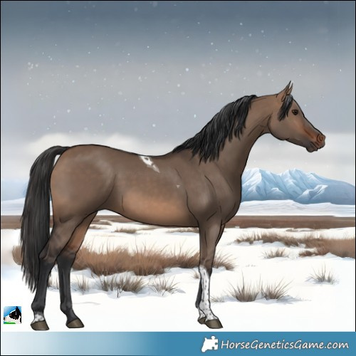 Horse Color:Brown Dun Tobiano 