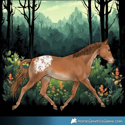 Horse Color:Chestnut Appaloosa 