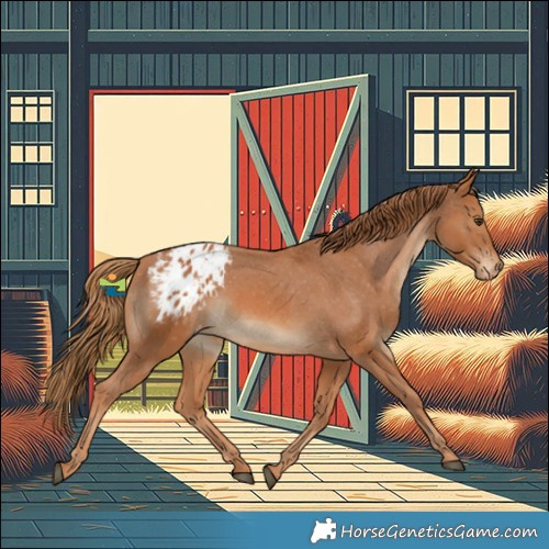 Horse Color:Chestnut Blanket 