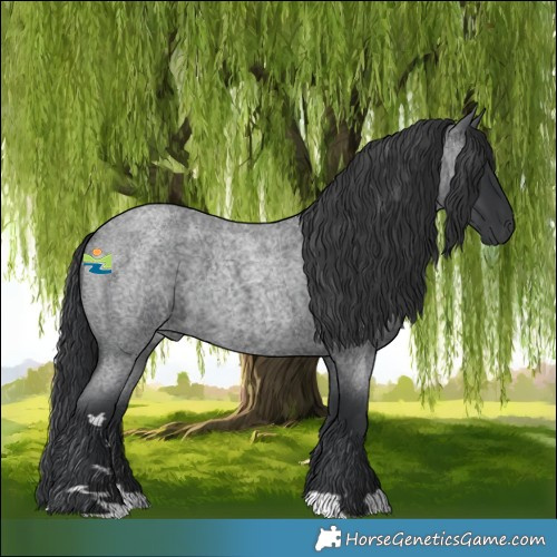 Horse Color:Blue Roan 