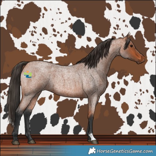 Horse Color:Bay Roan 