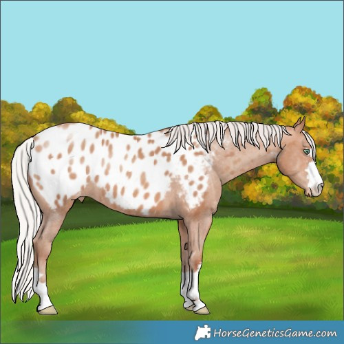 Horse Color:Silver Amber Champagne Near Leopard 