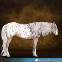 Horse Color:Silver Amber Champagne Near Leopard 