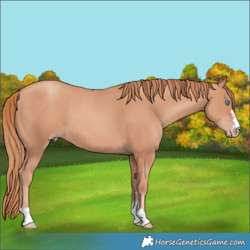 Horse Color:Gold Champagne 