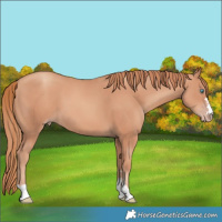 Horse Color:Gold Champagne 