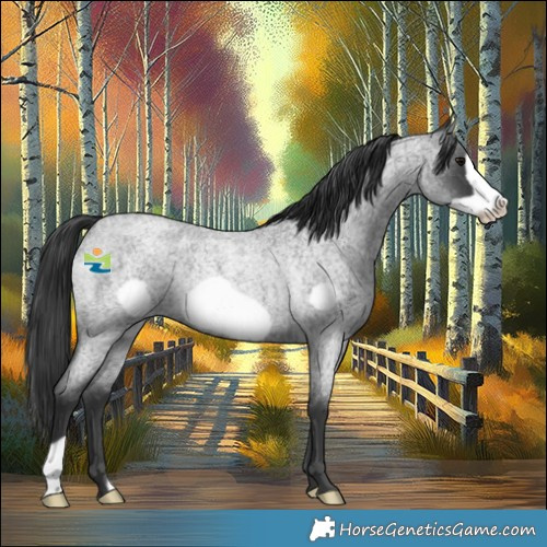 Horse Color:Blue Roan Frame Rabicano